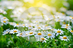 White pink flowers in the green grass fields With the sun shining