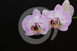 White and pink flowers of the orhid phalaenopsis on the black background.