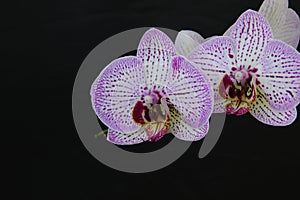 White and pink flowers of the orhid phalaenopsis on the black background.