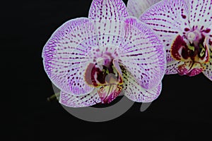White and pink flowers of the orhid phalaenopsis on the black background.