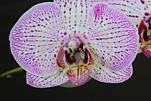 White and pink flowers of the orhid phalaenopsis on the black background.