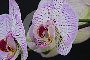 White and pink flowers of the orhid phalaenopsis on the black background.