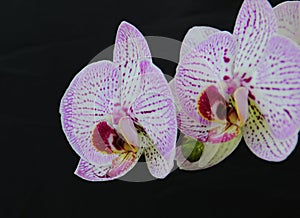 White and pink flowers of the orhid phalaenopsis on the black background.