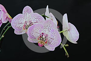 White and pink flowers of the orhid phalaenopsis on the black background.