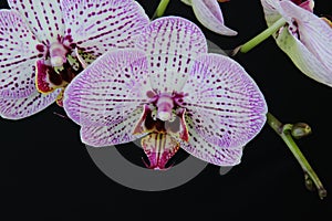 White and pink flowers of the orhid phalaenopsis on the black background.