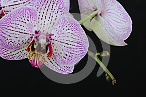 White and pink flowers of the orhid phalaenopsis on the black background.