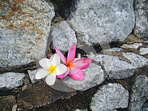 White and pink flowers of plumeria