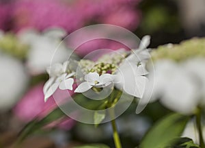 White and pink flowers - a sunny day, July in London.