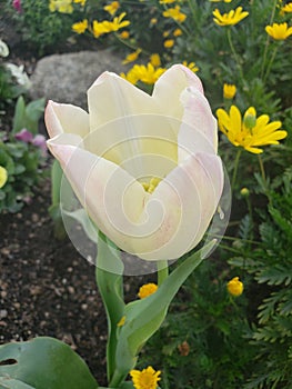 White and pink garden tulip