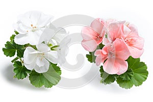 White and pink geranium flower blossoms with green leaves isolated on white background, colorful geranium flowers template concept