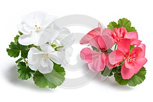 White and pink geranium flower blossoms with green leaves isolated on white background, colorful geranium flowers template concept