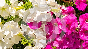 White and pink geraniums. background