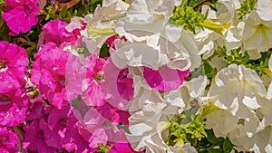 white and pink geraniums. background