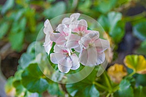White and Pink Geraniums