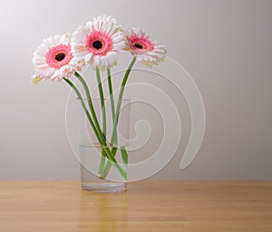 White and pink gerber daisies in vase