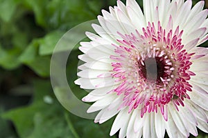 White and Pink Gerbera flower, genus of Asteraceae or daisy family, Maharashtra, India