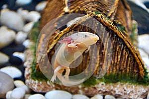 White with pink gills, the young Axolotl, swims in an aquarium and waves a paw
