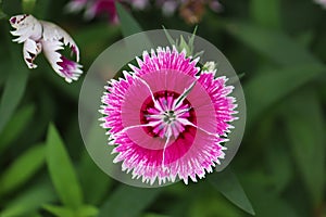 white-pink gradations of Clavel plant flowers (Dianthus caryophyllus) photo