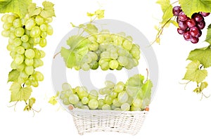 White and pink grape isolated