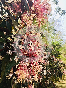 White and pink Grevillea Superb Officinale flower