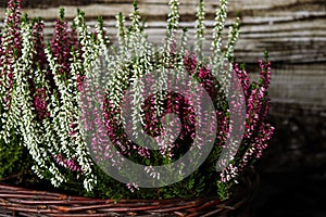 White and pink heathers in the garden