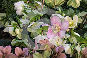 White and pink hellebore flowers in bloom with blurred background