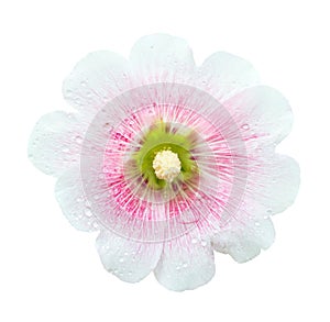 White and pink Hollyhocks flower isolated