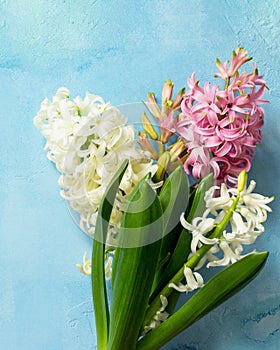 White and pink hyacinth floral on blue concrete background, spring flowers background.