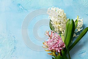 White and pink hyacinth floral on blue concrete background, spring flowers background.