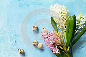 White and pink hyacinth floral, spring flowers background. Top view flat lay background.