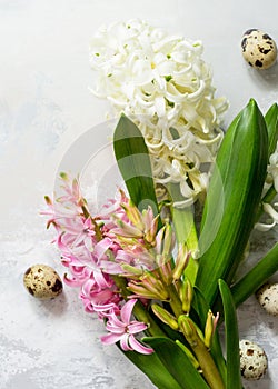White and pink hyacinth floral, spring flowers background. Top view flat lay background. Easter concept