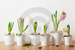 white pink hyacinth traditional winter christmas or spring flower