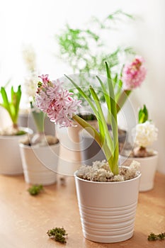 white pink hyacinth traditional winter christmas or spring flower