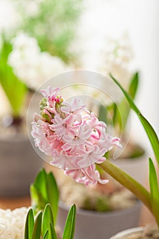 white pink hyacinth traditional winter christmas or spring flower