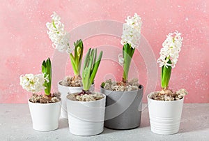 white pink hyacinth traditional winter christmas or spring flower