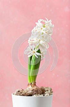 white pink hyacinth traditional winter christmas or spring flower