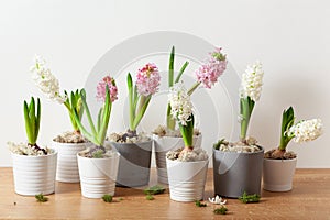 white pink hyacinth traditional winter christmas or spring flower