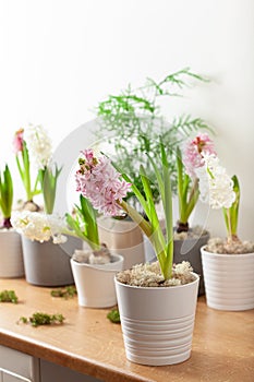 white pink hyacinth traditional winter christmas or spring flower