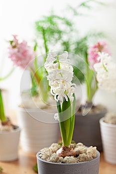 white pink hyacinth traditional winter christmas or spring flower