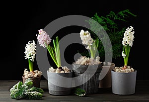 White pink hyacinth traditional winter christmas or spring flower on black background