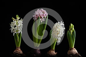 white pink hyacinth traditional winter christmas or spring flower on black background