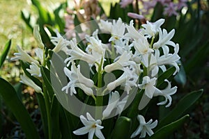 White and pink hyacinths in the garden in March. Berlin, Germany