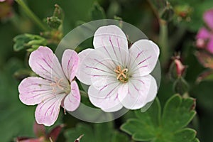 White and pink hybrid geranium flowers in close up