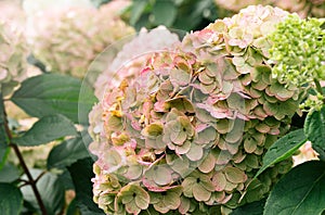 White and pink hydrangea flowers in full bloom in a garden. Hydrangea bushes blossom on sunny day. Flowering hortensia plant.