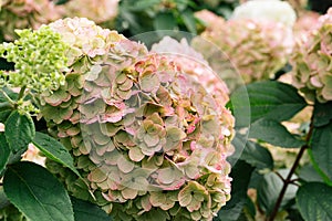 White and pink hydrangea flowers in full bloom in a garden. Hydrangea bushes blossom on sunny day. Flowering hortensia plant.