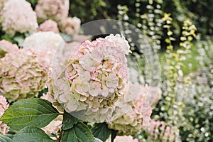 White and pink hydrangea flowers in full bloom in a garden. Hydrangea bushes blossom on sunny day. Flowering hortensia plant.