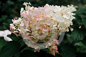 White and pink hydrangea flowers in full bloom in a garden. Hydrangea bushes blossom on sunny day. Flowering hortensia plant.