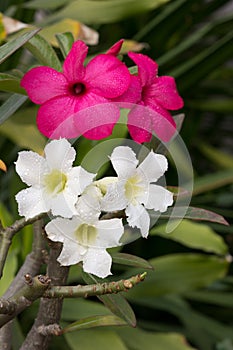 White and pink impala lily