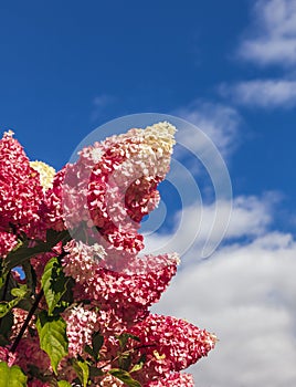 White and pink inflorescences of violently blooming hydrangea Vanilla Frase
