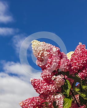 White and pink inflorescences of violently blooming hydrangea Vanilla Frase